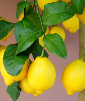 B&B Le Lumìe City Center Agrigento